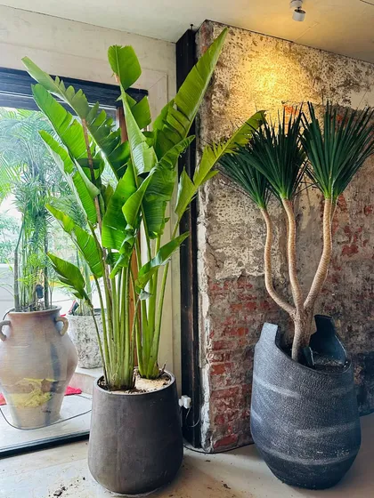 We help businesses create stunning green interiors. Here, a large Bird of Paradise and a Dracaena plant add a touch of nature and sophistication to a commercial space, creating a welcoming urban oasis.