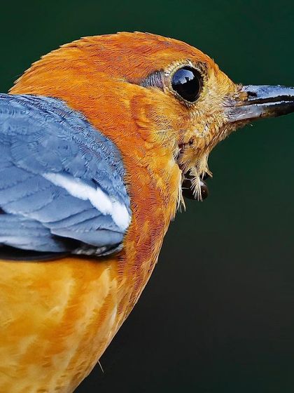 A portrait of an Orange-headed Thrush. The image focuses on the rich orange of its head and the slate-grey of its wing, showing the fine details of its plumage.