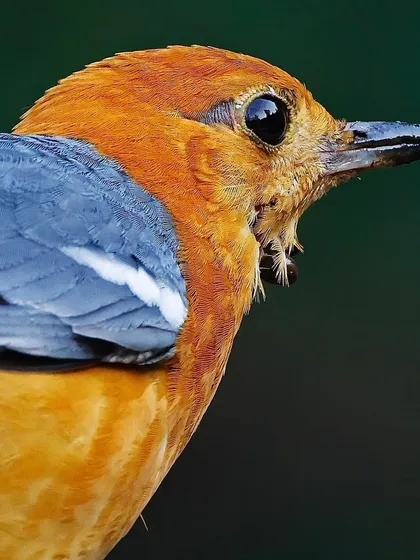 A portrait of an Orange-headed Thrush. The image focuses on the rich orange of its head and the slate-grey of its wing, showing the fine details of its plumage.