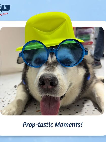 Zigly - Pet Supplies From Our Community: Happy Pets & Parents photo 25