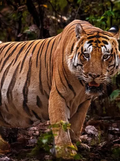 T46 from Kanha in "beast mode." The tension in his muscles and the focus in his eyes show an animal that is alert and ready for action, a true apex predator in its prime.