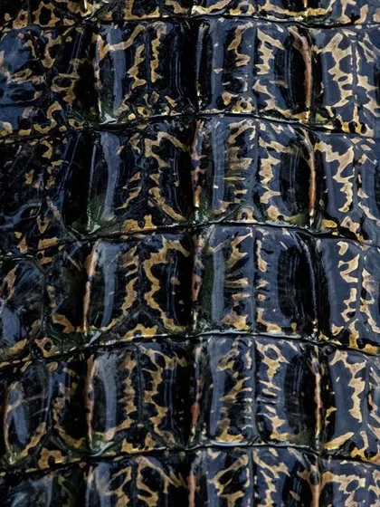 The color version of the crocodile scale photo. Here you can see the golden-brown pattern on the dark, wet scales, which look like a piece of ancient, living armor.