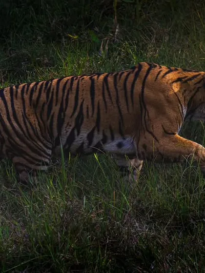 A tigress caught in a beam of light, a truly magical moment in the jungle. This is why I love curating these wildlife experiences.