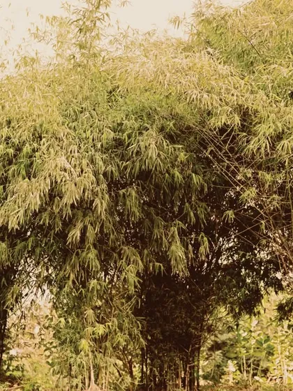 Blending into nature’s couture. This shot from the Verve India series with Lisa Haydon plays with scale, contrasting the human form against a massive bamboo grove.