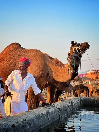 A scene at a watering trough at the Pushkar Fair. This shot captures the daily life and interactions between the herders and their animals.