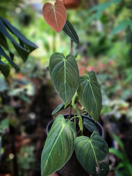 Rare & Collector's Plants photo 15