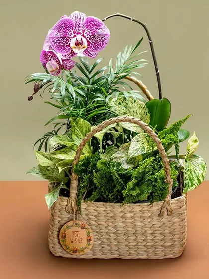 A thoughtful gift arrangement featuring a stunning purple Phalaenopsis orchid, a Parlor Palm, and variegated Pothos in a woven basket. This is a gift that truly keeps on giving.