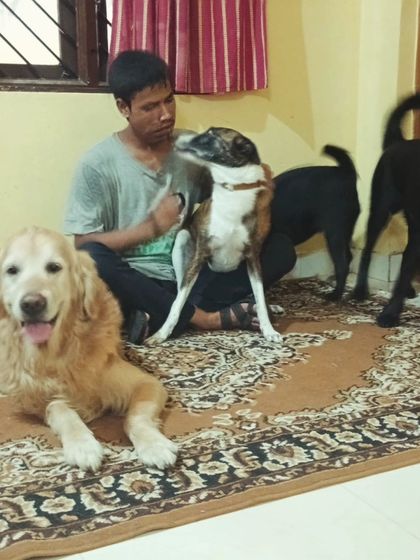 A happy Golden Retriever and his friends enjoying a calm moment.