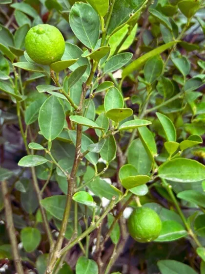 A home-grown Nimbu (Lemon) is a true luxury. We incorporate fruit-bearing plants like this lemon tree even in smaller gardens, selecting varieties that thrive in pots and providing you with fresh, organic fruit right at your doorstep.