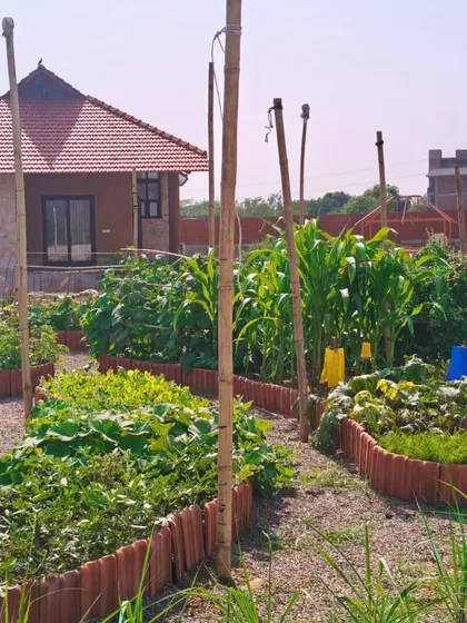 The Ranthambore garden is filled with a variety of plants, including corn and gourds, supported by natural bamboo trellises. Sticky traps are used as an organic pest control method.