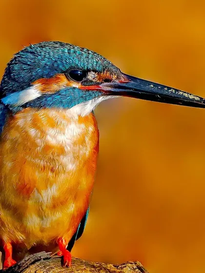 The iconic Common Kingfisher, captured in brilliant natural light. The iridescent blue on its head and back contrasts beautifully with its warm orange underbelly, while the extreme detail shows the fine texture of its feathers and powerful beak.