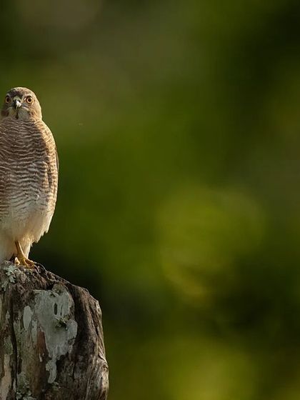 A Shikra perched on a dead tree stump, captured with two different compositions. One is a tight portrait, while the other uses the beautiful background bokeh to create an artistic, atmospheric shot.
