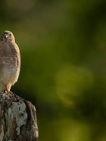 A Shikra perched on a dead tree stump, captured with two different compositions. One is a tight portrait, while the other uses the beautiful background bokeh to create an artistic, atmospheric shot.