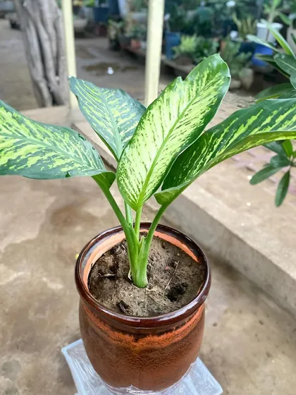 A close-up of a Dieffenbachia plant, showing the beautiful variegation on its leaves. It's a great way to add texture and interest to your plant collection.
