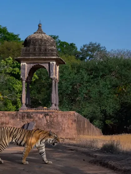 A tiger prowls past an ancient cenotaph in Ranthambhore National Park. This is where history and wildlife collide. I help my clients frame these unique compositions, blending the subject with its historic habitat to create a narrative-rich image.