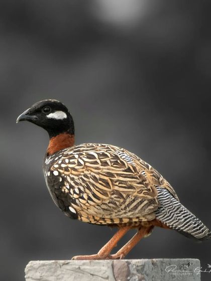 A black and white background edit of the Black Francolin portrait.