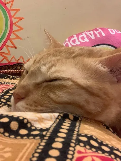 Ziggy in a deep sleep. It's my mission to make sure every cat feels this safe and relaxed.