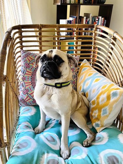 PL Paws - Dog Adoption Services Happy Tails: Our Adoptees in Their Forever Homes photo 124