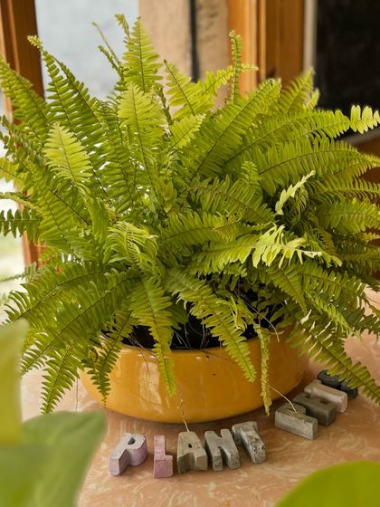 Ferns are just so photogenic. This lush Boston Fern is a perfect example of how beautiful and pleasing a healthy green plant can be. They love humidity and bright, indirect light.