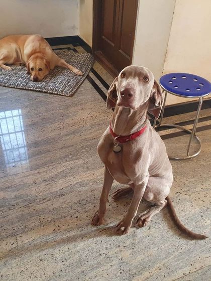 The Urban Dawg - Dog Training & Behavior Modification A Home Away From Home photo 3