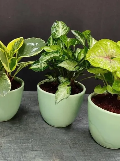 A beautiful assortment of indoor plants in pastel green ceramic pots. This selection includes variegated Peperomia and two types of Syngonium, perfect for gifting to friends and family.