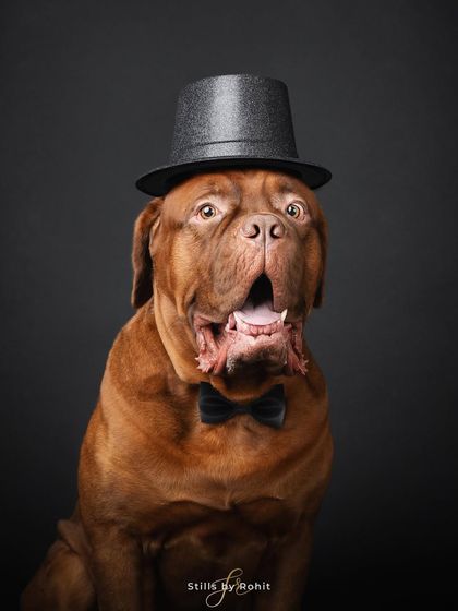 Rohit - Family & Pet Photography Classic Studio Portraits photo 19