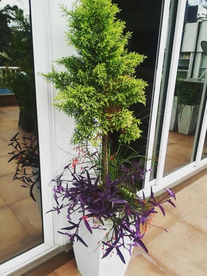 Natura - Rooftop, Terrace & Balcony Gardens Residential Terrace Gardens photo 10