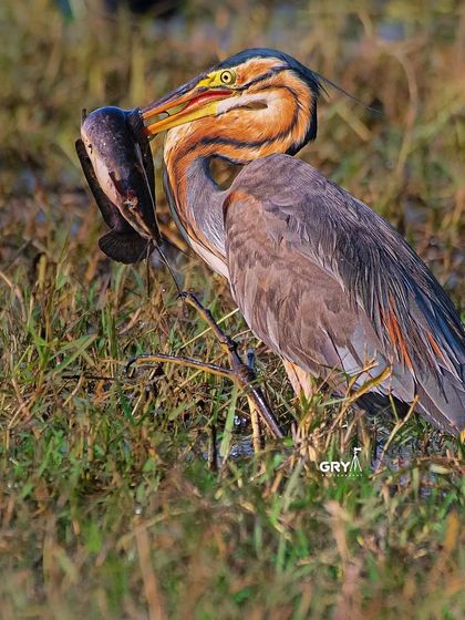 A Purple Heron struggles with a large catfish. Capturing these moments of struggle and success is a core part of my documentary-style wildlife photography.