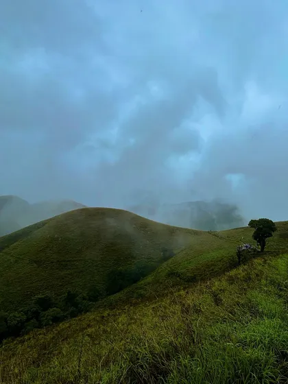 The iconic lonely tree on the Kudremukha trail, standing resilient against the misty green hills.