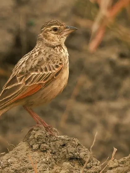 The Bengal Bushlark, a stocky, brown, terrestrial bird. Its plumage provides excellent camouflage in its grassy habitat.