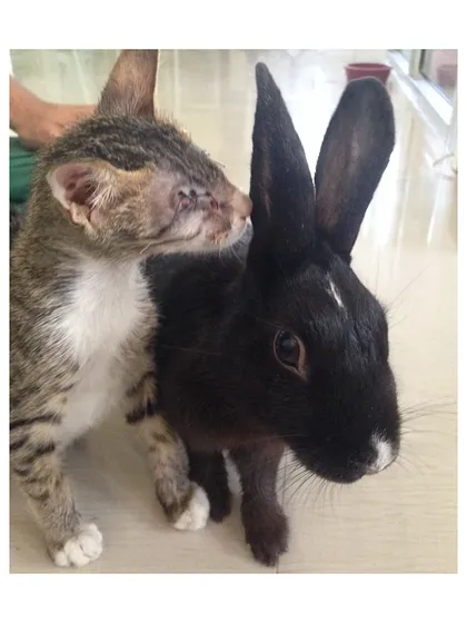A throwback to my little rabbit, Sniffkin, making friends with a kitten at the World For All Animal Adoptions office. It was a beautiful moment of interspecies friendship.