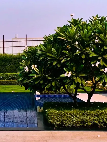 The Frangipani tree by the pool, a classic choice for poolside landscaping, offers beautiful blooms and a delightful fragrance.
