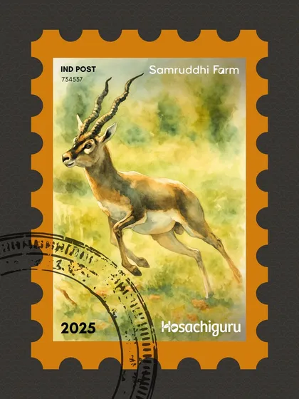 We created a series of stamps to celebrate the icons of our farms. This one features the magnificent blackbuck, a symbol of the wild, open spaces at Samruddhi Farm.