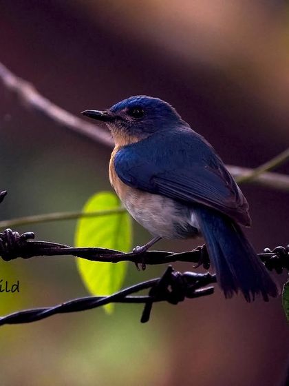 While the male is bright blue, the female Tickell's Blue Flycatcher has a more subtle and understated elegance. She was shy and quick, making this clear shot a rewarding catch.