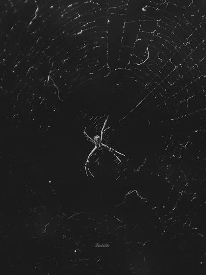 Lalith - Wildlife & Nature Photography The Little Worlds: Reptiles, Insects & Macro photo 12