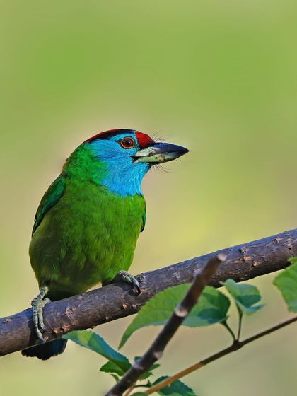 A Blue-throated Barbet sits on a branch amidst green leaves. This wider shot shows the bird in its typical arboreal habitat, with its bright colors providing a splash of vibrancy.