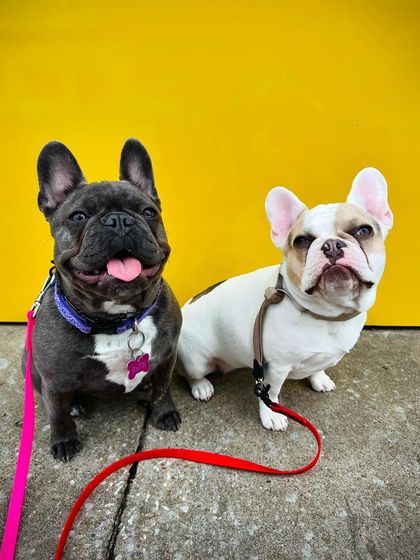 Tulsa Dog Trainer - Immersive Board & Train Programs Board & Train Graduates photo 57