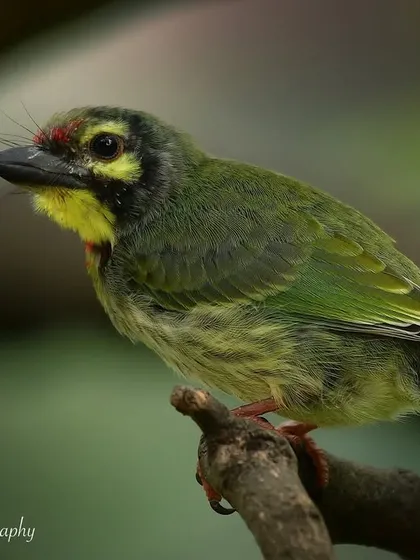 A quiet moment with the young barbet. Even in their youth, you can see the distinct features that will define them as adults.