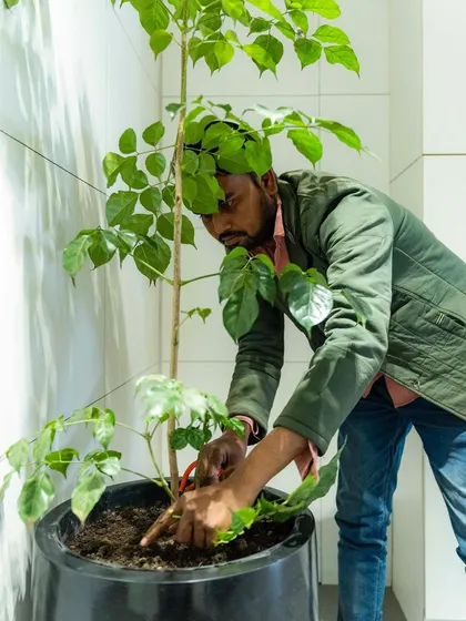Go green with Baagh Bagicha. My team member is carefully potting a Radermachera tree, ensuring it has the right soil and is positioned perfectly in its new pot.