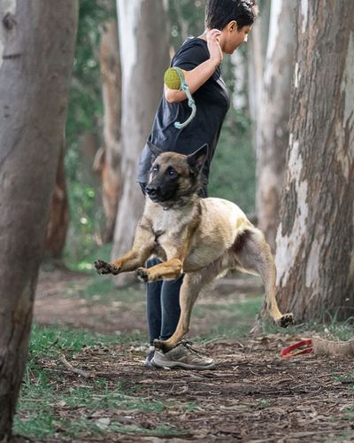 Obedience Training