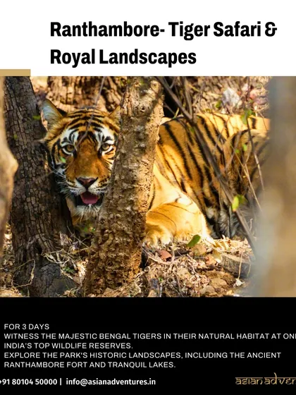 A tiger peeks from behind a tree in Ranthambore National Park, a classic encounter in this historic landscape. We combine wildlife viewing with the rich history of the region for a complete experience.