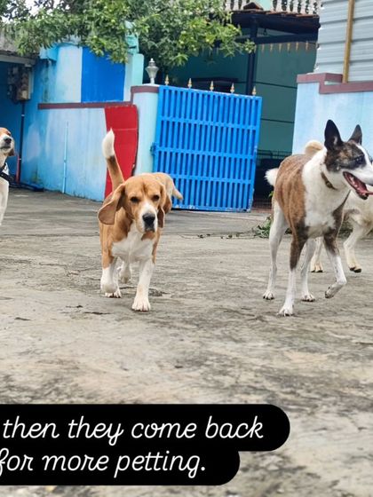 And then they come back for more petting. It's a beautiful, endless circle of love.