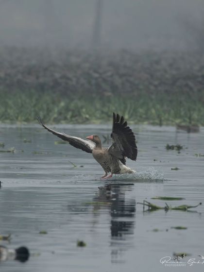 The Greylag Goose just before touchdown, its feet skimming the water's surface.