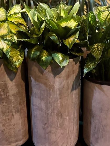 Rakshith Landscaping - Landscape Design & Installation Plant & Tree Supply photo 37