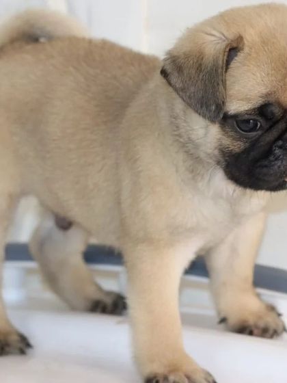 A playful Pug puppy sticking his tongue out. My Pugs are raised to be social and friendly, ready to bring laughter to their new homes.