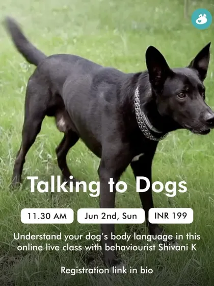 Understanding what your dog is trying to tell you is the foundation of a great relationship. This online class is all about learning to speak their language by understanding their body posture, calming signals, and vocalizations.