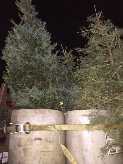 Doing pickups at night. We collected Christmas trees along with the usual food waste, committed to diverting as much organic material from the landfill as possible.