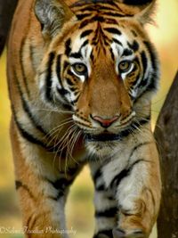 Animal Photography