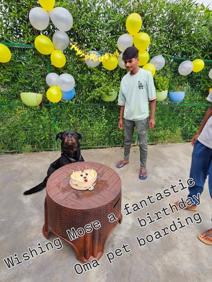 Wishing Mose the Rottweiler a fantastic birthday. Our team celebrates with a dog-friendly cake and lots of love.