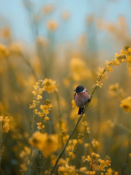 Bangalore Photographers - Find a Photographer Wildlife & Nature Photography photo 12